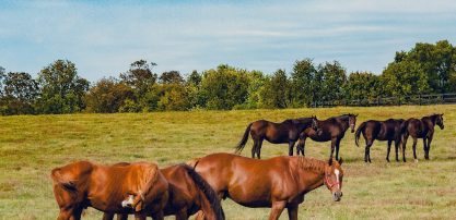 Horse Sourcing & Breeding